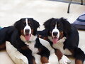 The Black Brothers