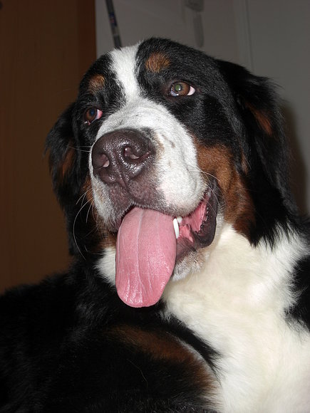 Sacha supermodelo 2008