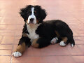 Sacha con 3 meses