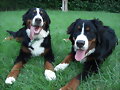 The Happy Brothers