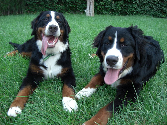 The Happy Brothers