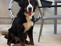 Sacha y su cerdo