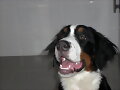 Sacha 5 meses recien cumplidos