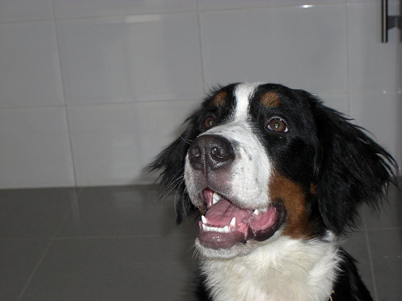 Sacha 5 meses recien cumplidos