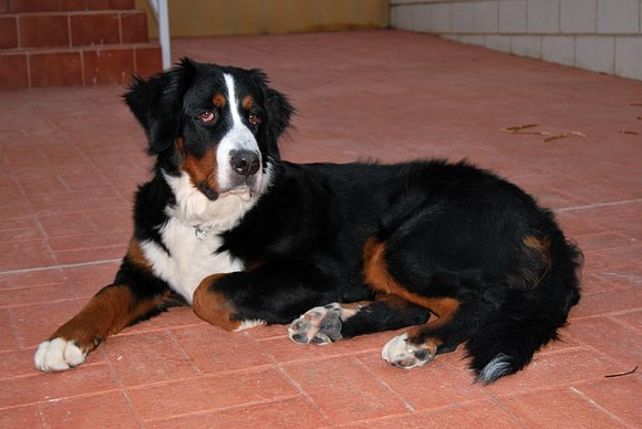9 meses de Guapura, pura y dura