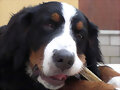 Sacha y su Hueso
