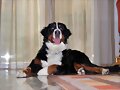Sacha con 1 a&ntilde;ito recien cumplido
