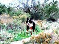 Sacha a toda velocidad