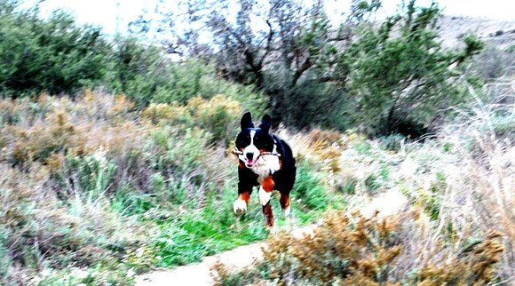 Sacha a toda velocidad