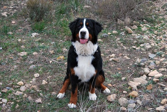 Sachuki in the montain