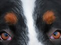 The Eye of the Tiger