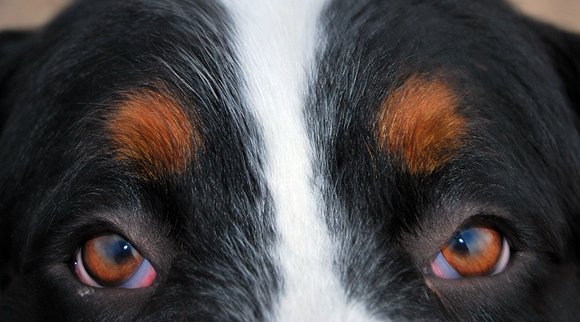 The Eye of the Tiger