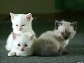 emilo, lorenzo y jacobo