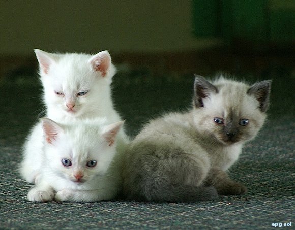 emilo, lorenzo y jacobo