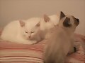 mientras dormimos