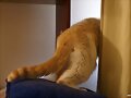 escape