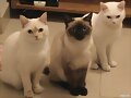 lorenzo, emilio y jacobo. Los tres pegaditos