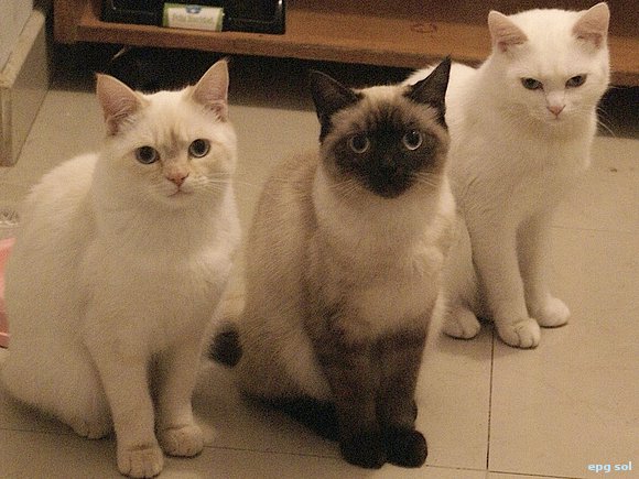 lorenzo, emilio y jacobo. Los tres pegaditos
