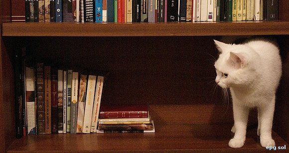 lorenzo busca un libro. Lorenzo lee.