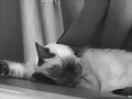 emiio duerme.