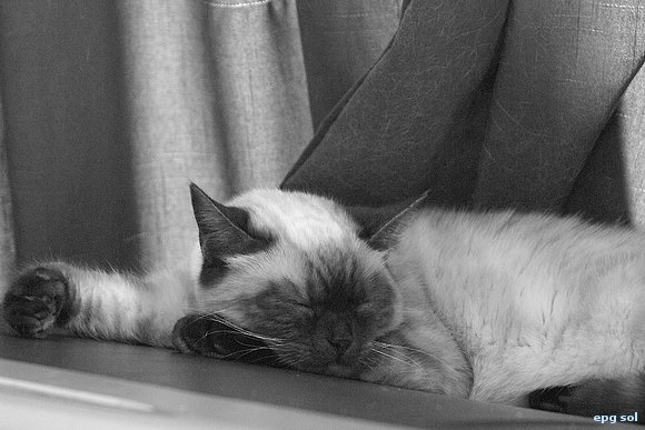 emiio duerme.