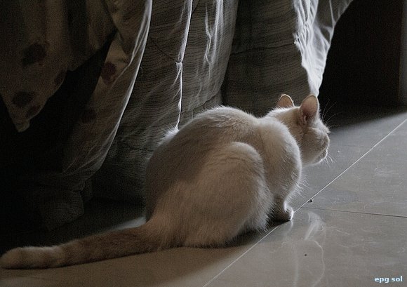 Jacobo espera un ratón de sol.