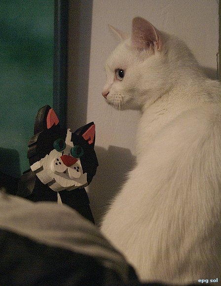 conversación de gatos