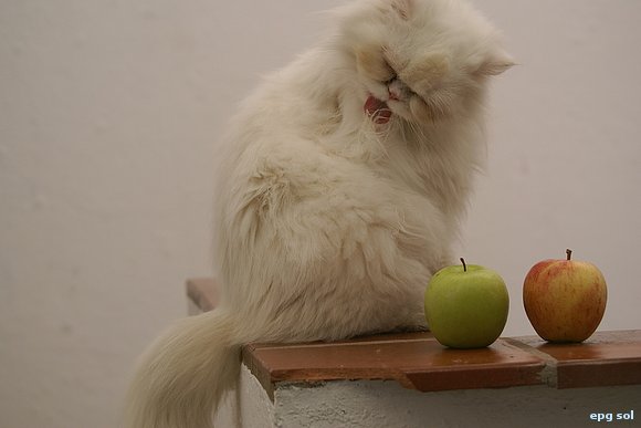 espejito, espejito..., Adán era gato?