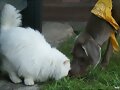 como gatos y perros!!!