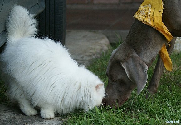 como gatos y perros!!!