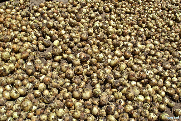 cebollas de tapiz