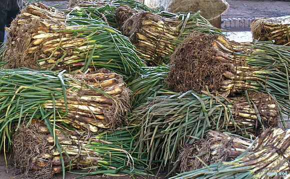 colores de la cebolla