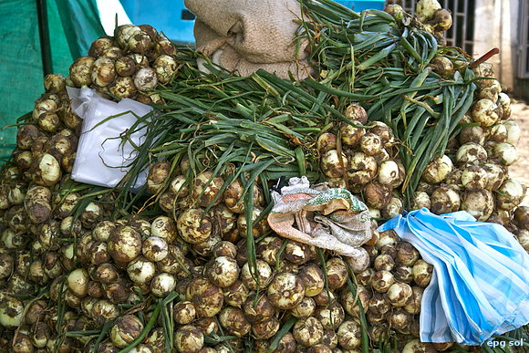 cebolla, colores y cebollas