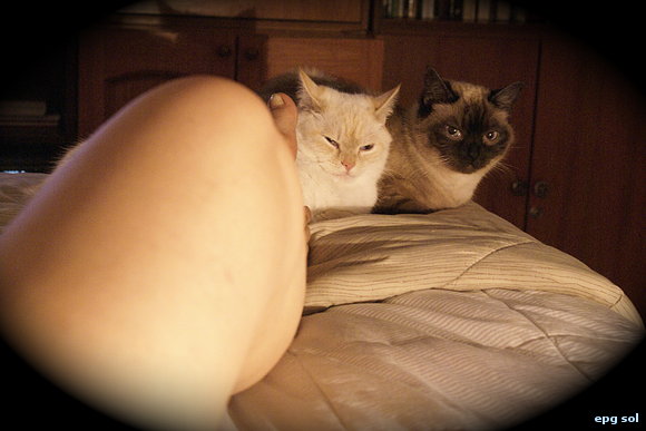 Perspectiva de gatos