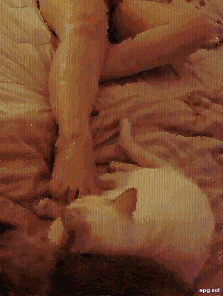 gato curiosón, qué mira?