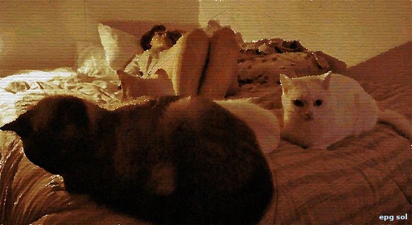 manada de gatos