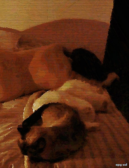 sueño de gatos, sueño con gatos...................