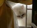 Emilia, con sutileza en la ventana............