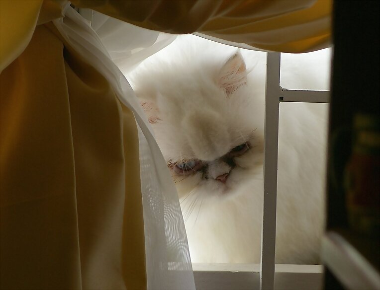 Emilia, con sutileza en la ventana............