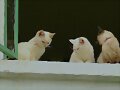 conversaci&oacute;n en la ventana...