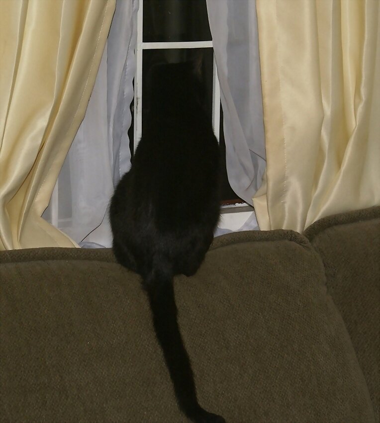 martín de novelero esperando mariposas nocturnas.