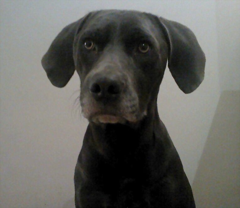 ..yo? pero yo no fui....!! (me llamo gris)