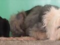 hola se llama hola  y est&aacute; con tob&iacute;as.