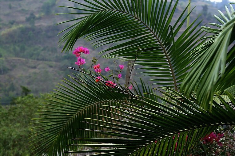 paisaje con flores
