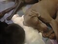 entre pelos, patas y genios: antonia