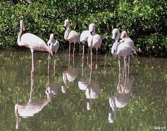 otros flamingos