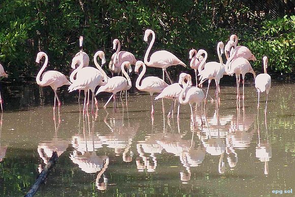 flamingos rosados en el parque de los flamingos
