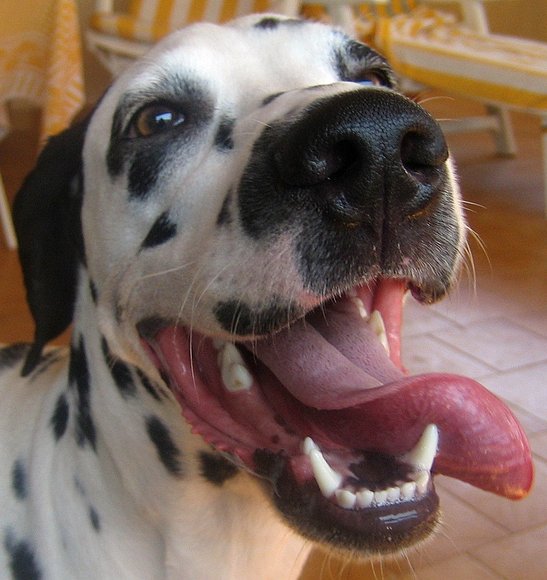PELAYITO