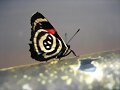 MARIPOSA EN IGUAZU
