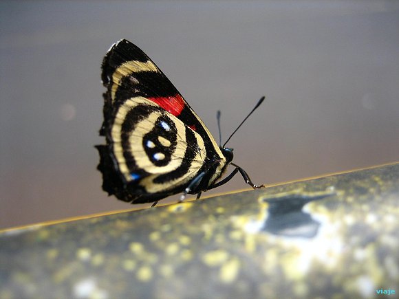 MARIPOSA EN IGUAZU